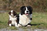 BORDER COLLIE 780